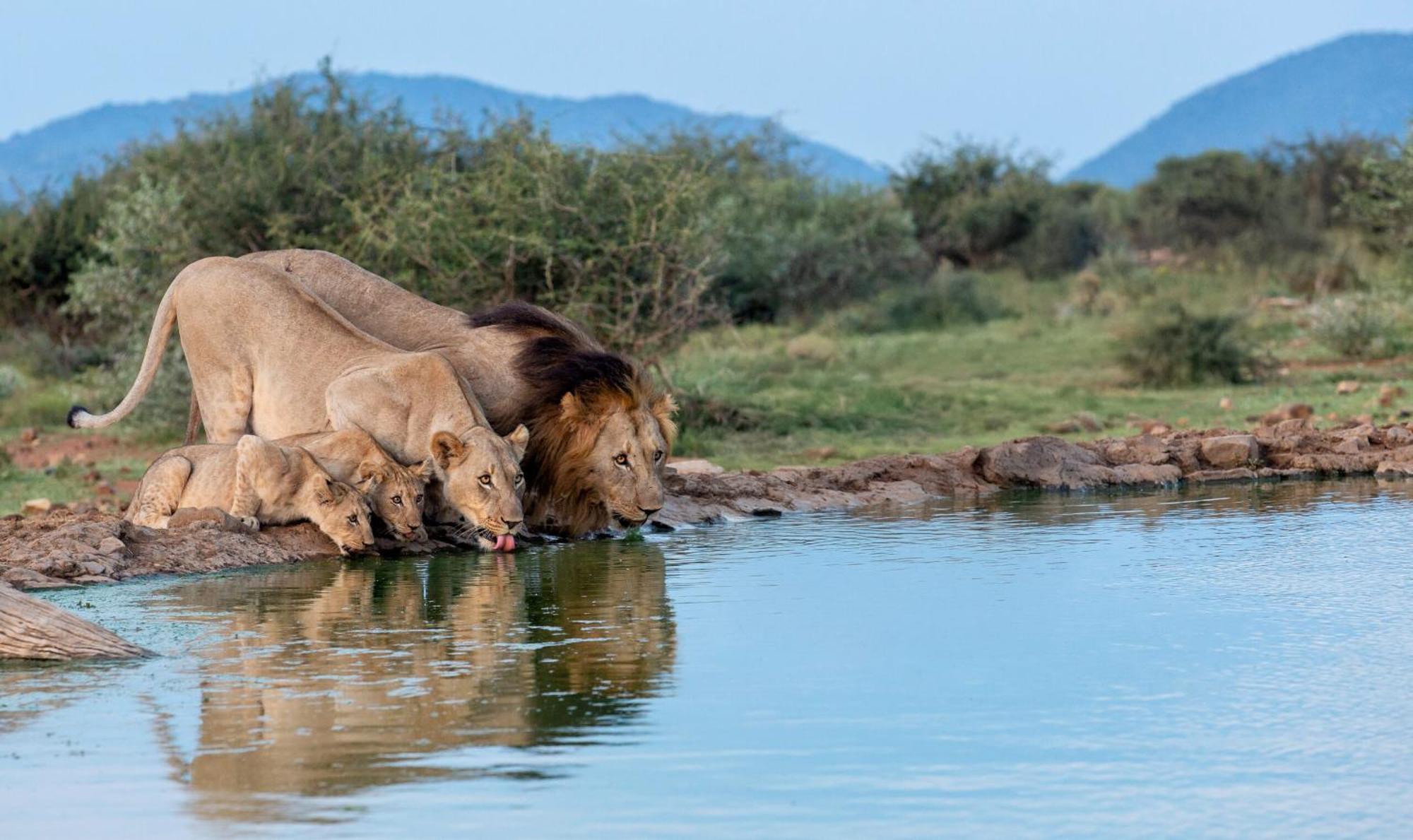 Tuningi Safari Lodge Заповедник Мадикве Экстерьер фото