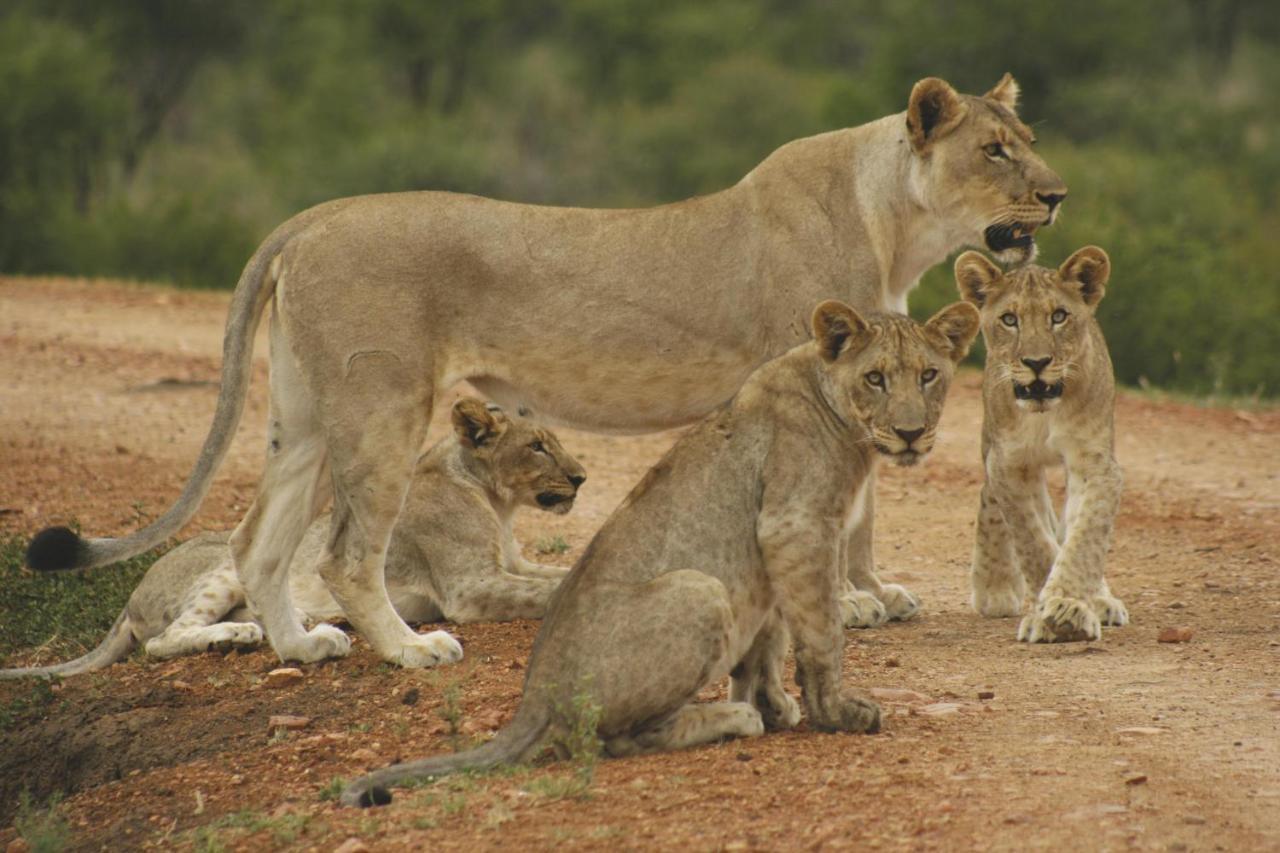 Tuningi Safari Lodge Заповедник Мадикве Экстерьер фото