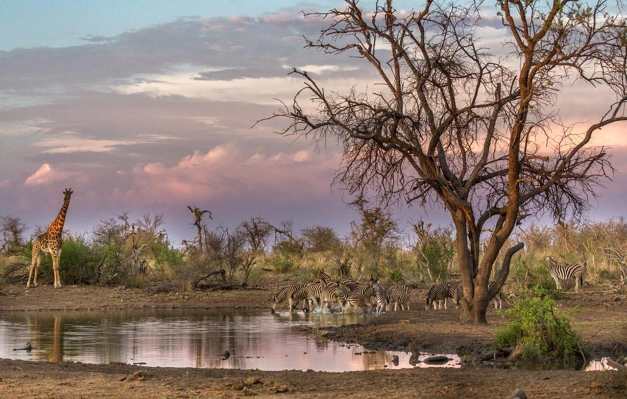 Tuningi Safari Lodge Заповедник Мадикве Экстерьер фото